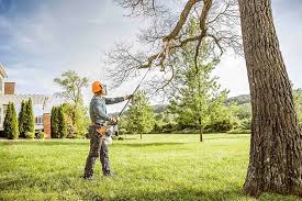 Best Tree Cabling and Bracing  in Lakewood, CA