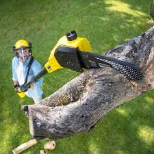 Best Stump Grinding and Removal  in Lakewood, CA