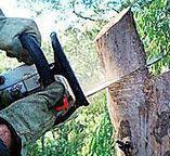 Best Tree Risk Assessment  in Lakewood, CA