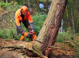 Seasonal Cleanup (Spring/Fall) in Lakewood, CA