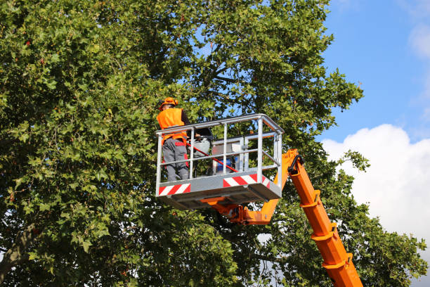 How Our Tree Care Process Works  in  Lakewood, CA