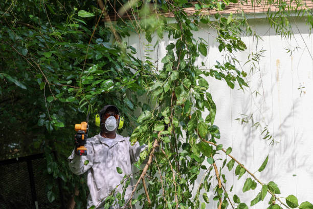 Best Tree Maintenance Programs  in Lakewood, CA